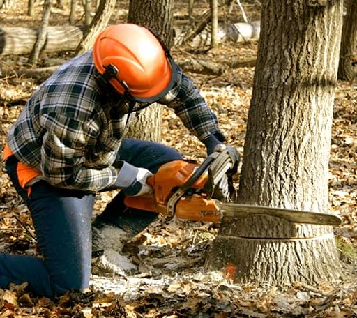 Tree Removal in Tye, TX